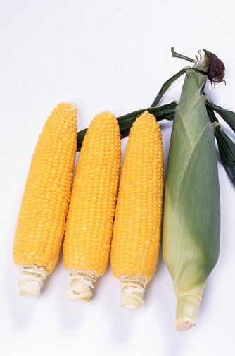 サカタゴールドラッシュ８８