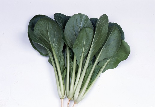 サカタはっけい