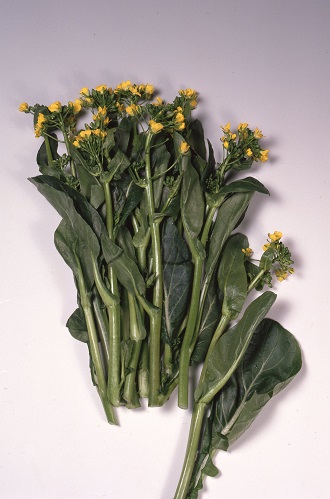 サカタオータムポエム