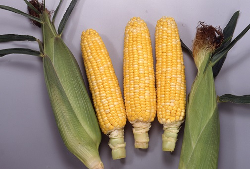 サカタピーター２３５