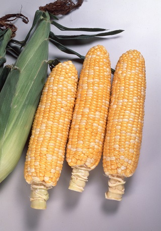 サカタピーターコーン