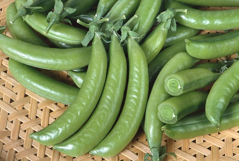 サカタつるなしスナック2号