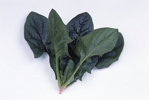 サカタミラージュ