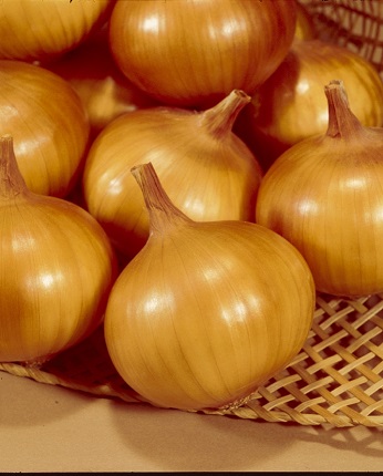 玉ねぎ苗【中生品種、O・K黄1000本】【野菜苗】 ≪人気≫中