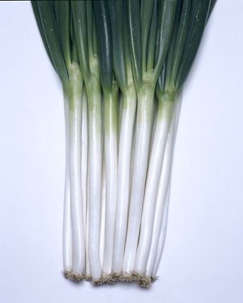 ホワイトタイガー