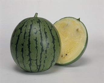 タキイニューこだま