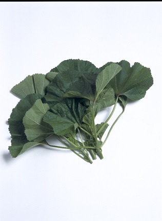 健康野菜種子 おかのり