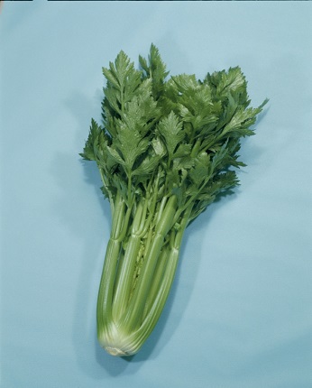 セロリ種子 トップセラー