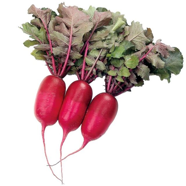 ダイコン種子　紅くるり