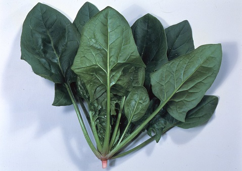 サカタアトラス