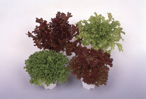 サカタガーデンレタス