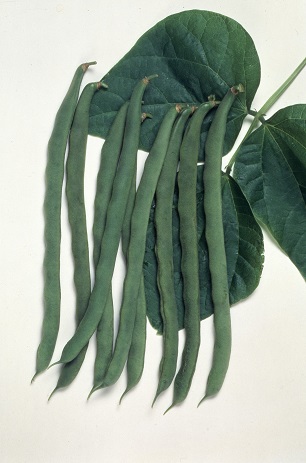 サカタケンタッキーワンダー