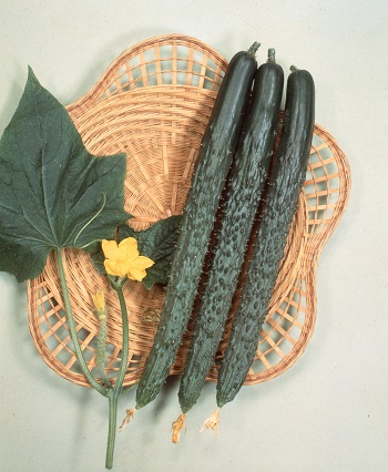 サカタ夏さんご