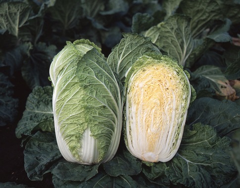 サカタさとぶき６１３