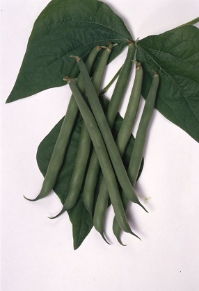 サカタセリーナ