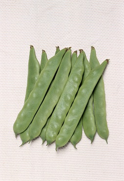 サカタつるありジャンビーノ