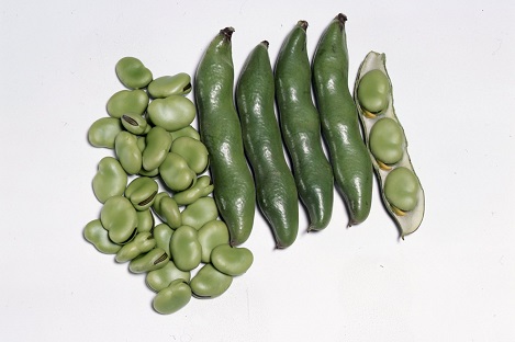 サカタ打越緑一寸