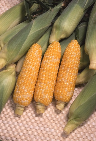 サカタゆめのコーン