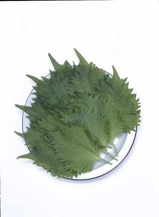 青ｼｿ