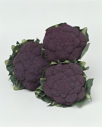 バイオレットクイン