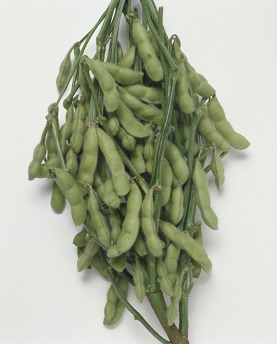 タキイビアフレンド