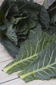 タキイハイクロップ