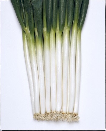 ホワイトスター