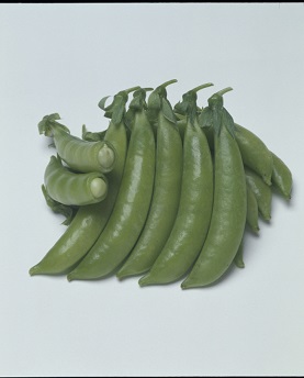 タキイジャッキー