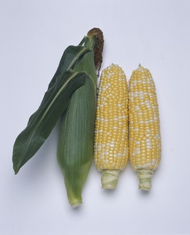 タキイカクテル８４EX