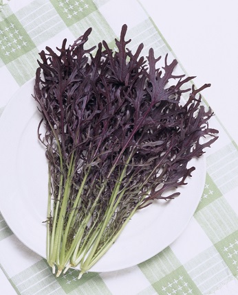 コーラルリーフフェザー