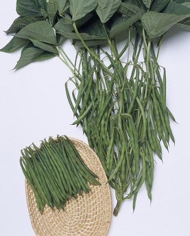 タキイ恋みどり