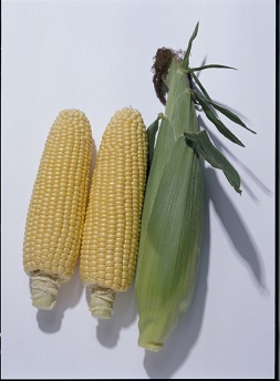 タキイキャンベラ８６