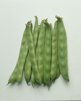 タキイモロッコ