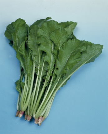野沢菜