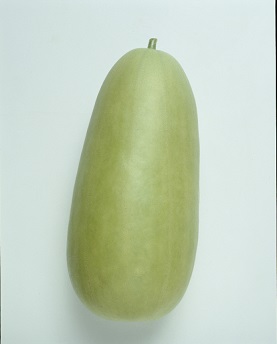 タキイ沼目白瓜