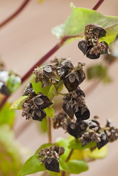 タキイ信州大そば