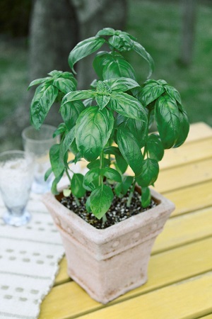 スイートバジル