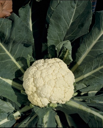 スノークラウン