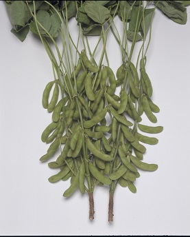 タキイ快豆黒頭巾