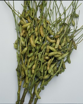 タキイ丹波黒大粒大豆