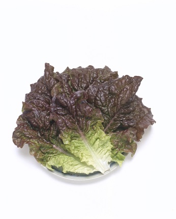 チマサンチュ赤