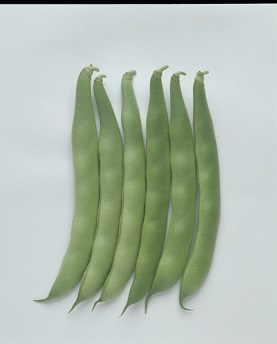 タキイつるなしモロッコ