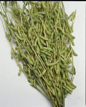 タキイ鶴の子大豆