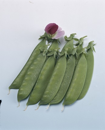 矮性赤花絹莢