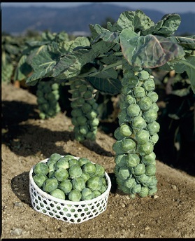 タキイ早生子持