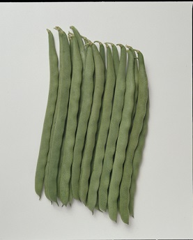 タキイケンタッキー１０１