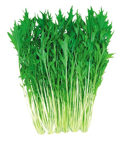 早生はりはり京水菜６０５