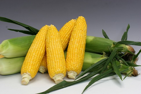 サニーショコラ８８