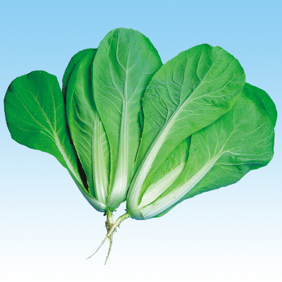 おたふく山東菜