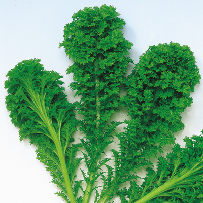 葉野菜種子　わさび菜　小袋